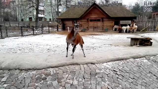Лама Интересные факты на ilikepet смотреть онлайн