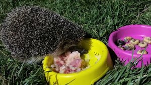 Ёжик точно переел... добавить больше нечего | Жизнь ёжиков