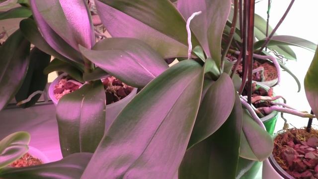 ОРХИДЕИ. НЕ УДОБРЕНИЯМИ ЕДИНЫМИ! Когда совпадают ВРЕМЯ и НЕОБХОДИМЫЕ УСЛОВИЯ... смотреть онлайн