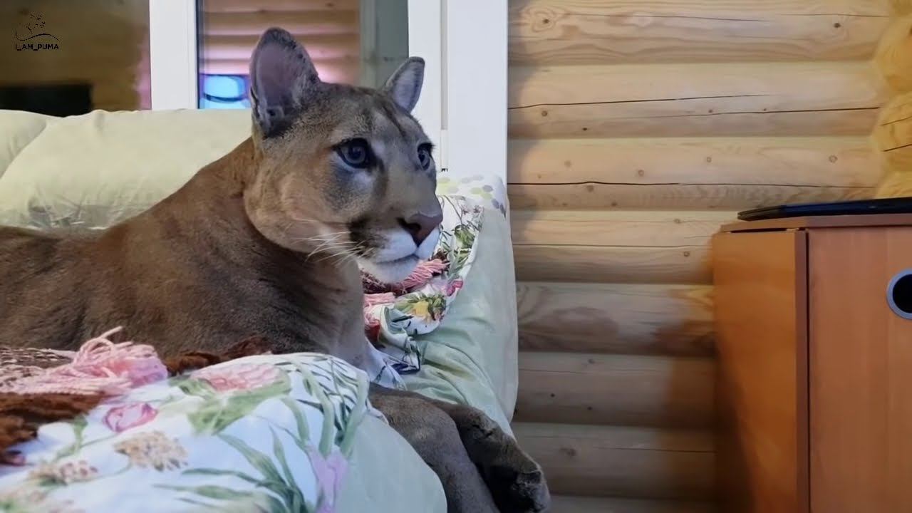 Пума месси 2022. Месси (пума). Кот месси пума. Месси (пума). Пума месси прямой.