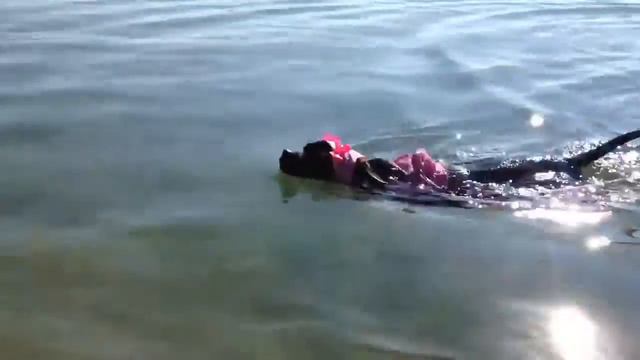 Крым. Феодосия. Чихуа Масянечка купается смотреть онлайн