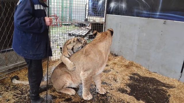 Тигр Мини и львица Груша смотреть онлайн