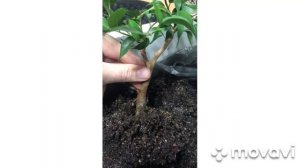 #2 Бонсай из черенка Фикуса.  Пересадка в плошку. Как же он вырос!!!