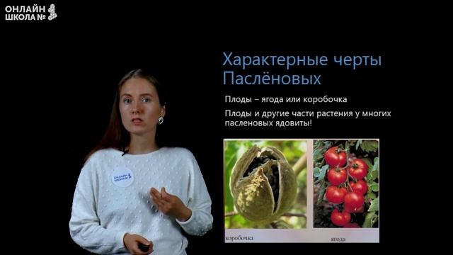 Класс двудольные. Видеоурок 30. Биология 6 класс