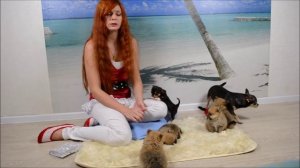 Как воспитывать щенка Как воспитать послушную собаку