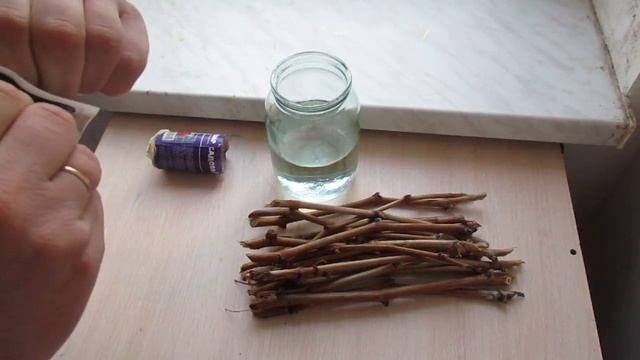 Черенкование винограда для заражения микоризным мицелием.