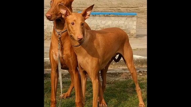 корм для белых собак смотреть онлайн