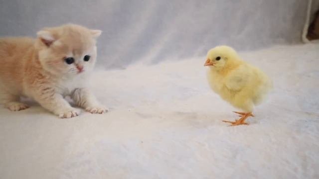 Kittens With Chicken