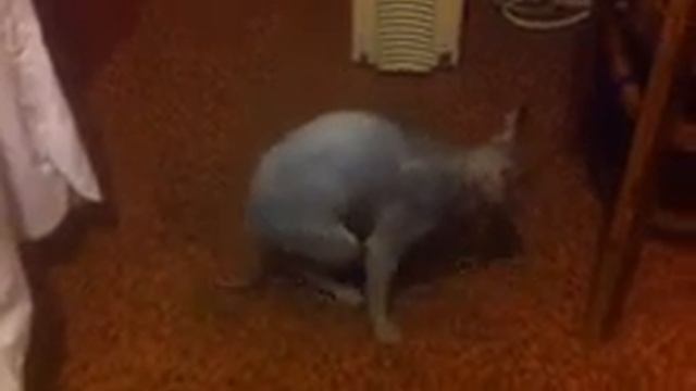 Поведение кота породы Сфинкс до кастрации.
