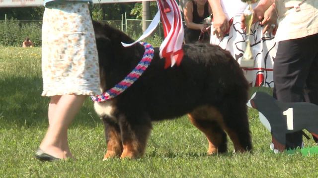 ЗР Жанель. ЛПП монопородки класса ЧК / 2011 смотреть онлайн