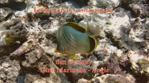 8. Бабочка желтоголовая под музыку Gino Marinello – Angie HD