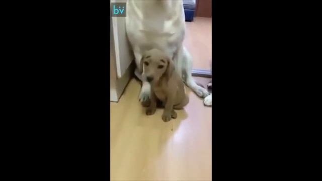 Лабрадор - Кто это сделал?