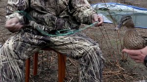 Полезная информация о подсадных утках от Алексея Мананникова.