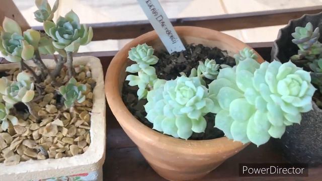 SUCULENTAS LINDAS CULTIVADAS na VARANDA #varandacomsuculentas смотреть онлайн