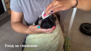 Подробный уход за мопсом/ Как справиться с жарой ?/