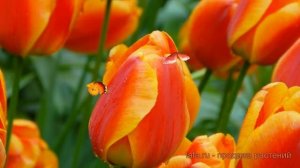 Тюльпан гибридный Апелдорнз Элит (tyulpan) ? обзор: как сажать, луковицы тюльпаны Апелдорнз Элит