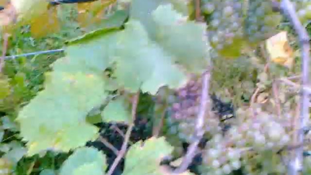 Виноград Рислинг рейнский. смотреть онлайн