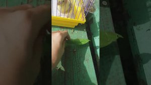 Попугай на улице