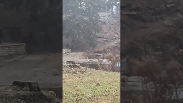 Какая-то птица прилетела. Может это цапля или аист? смотреть онлайн