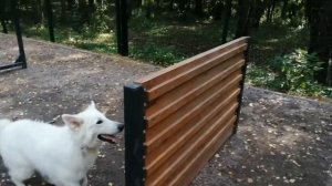 Белая Швейцарская Овчарка (БШО) - Лорд