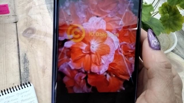 #258.Суперновинки российского селекционера Юлии Озёрской! Мои обновки.
