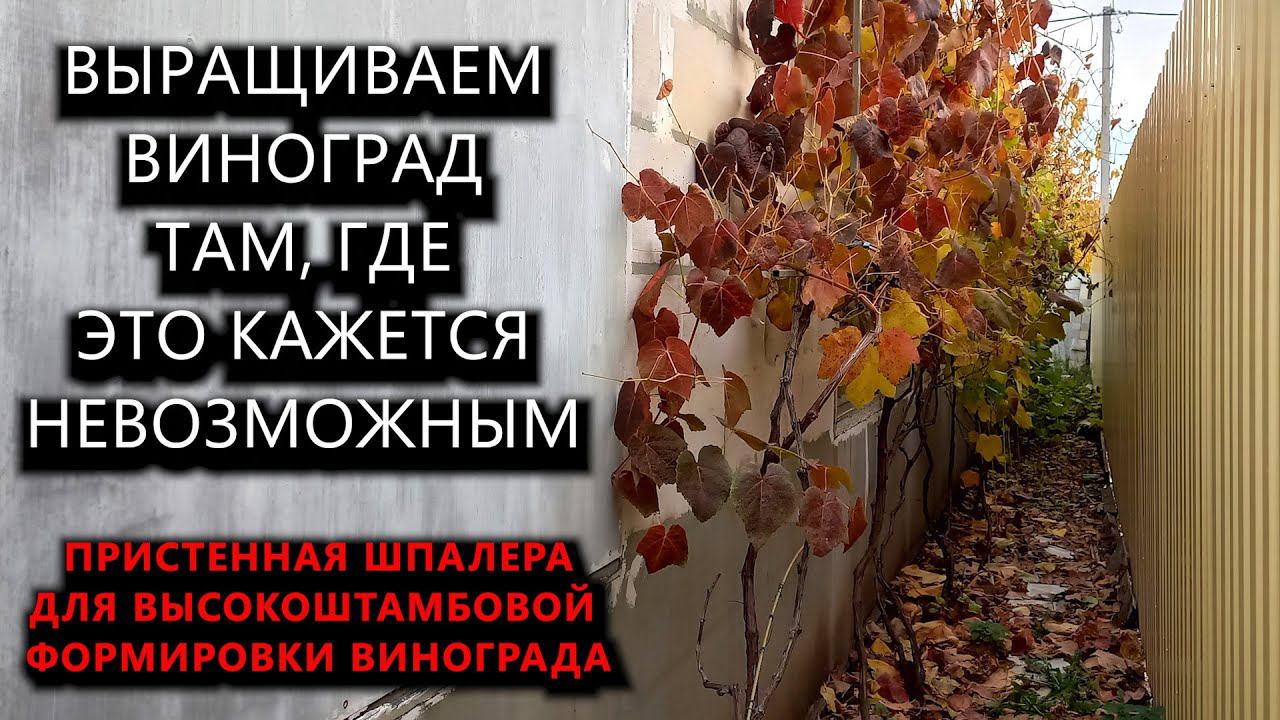 Выращиваем виноград там, где это НЕВОЗМОЖНО. Пристенная шпалера на высоком штамбе #ТриЭкоВиноградник