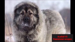 АЛАБАЙ против КАВКАЗСКОЙ ОВЧАРКИ / КТО ПОБЕДИТ ?