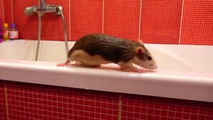 ДОМАШНЯЯ КРЫСА ? ВАСИЛИСА Декоративная Крыса - Все о виде грызуна Вид грызуна - Декоративная Крыса