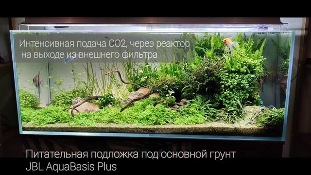 Шикарный аквариум с лужайкой из староугин