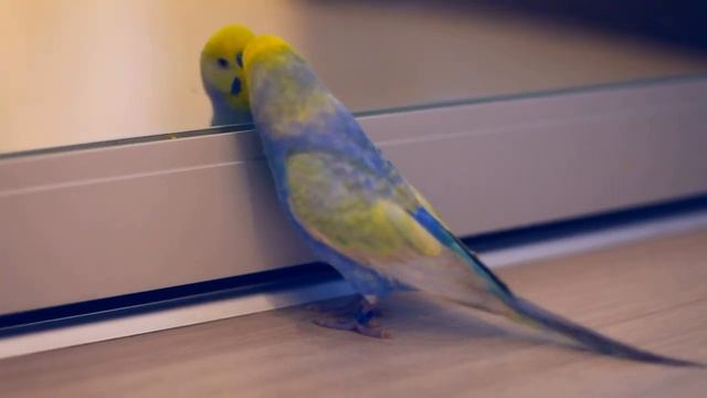 Волнистый попугай разговаривает. Волнистик болтает смотреть онлайн
