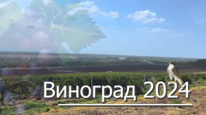 🍇Виноград 2024🍇