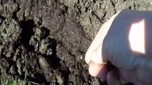 СЕКРЕТЫ ПОСЕВА КОСМЕИ