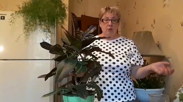 Комнатные цветы (пересадка кротона, выжившая роза) смотреть онлайн