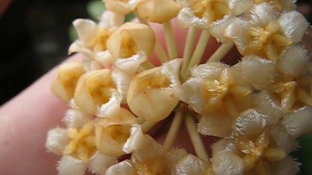 Хойя cv. Sunrise Splash расцветает смотреть онлайн