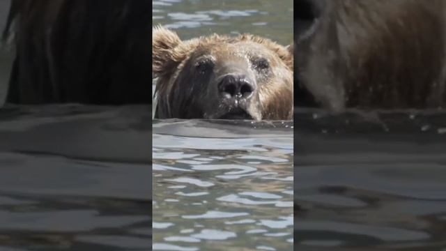 Медведь на Камчатке Нерест лосося смотреть онлайн