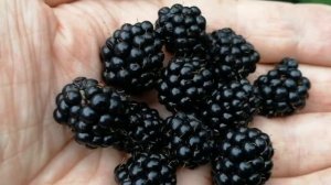 Ежевика "Агавам" - Саженцы. Питомник Садоград.