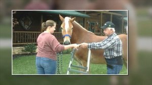 4 year old Haflinger gelding "Star" - walker and bath - horse for sale