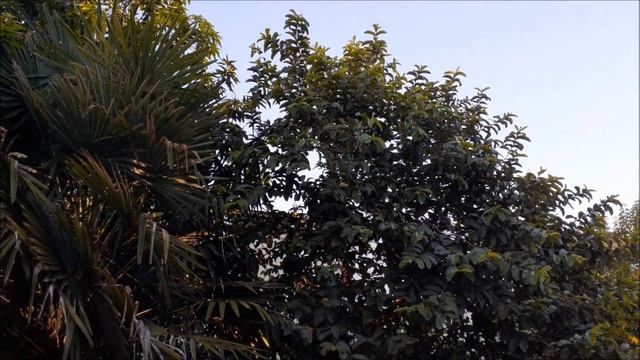 Осиное гнездо у нас в саду смотреть онлайн