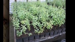 посев семян сосны в питомнике planting pine seeds in the nursery