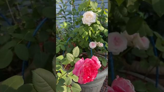 Дрим Лайт, японка🌺🌺🌺 ПЕРВОГОДКА✨✨✨