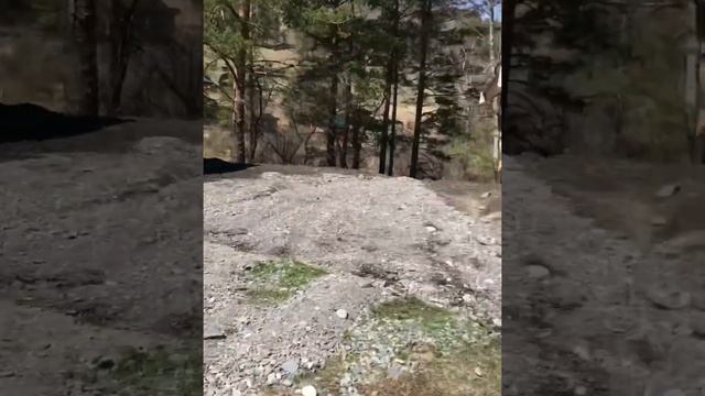 Маральник в Чемальском районе возле реки Узнезя