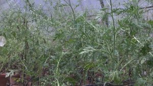 WOF TV News Special: Famine weed documentary