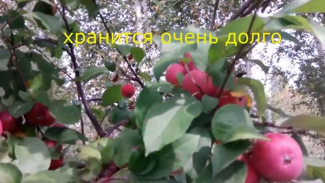 Яблоня сорта "Заветное" смотреть онлайн
