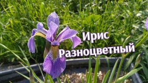 Ирис Разноцветный (Iris versicolor)    Iris multicolored