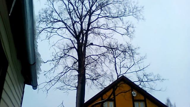 Кошка на дереве. 08.03.2017. Банный переулок, Сергиев Посад. смотреть онлайн