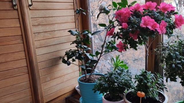 КОМНАТНЫЕ ЦВЕТЫ, РАСТЕНИЯ. КТО ЦВЕТЁТ на ПОДОКОННИКЕ в НОЯБРЕ. ВЕСНА ПРОДОЛЖАЕТСЯ))