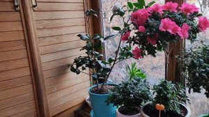 КОМНАТНЫЕ ЦВЕТЫ, РАСТЕНИЯ. КТО ЦВЕТЁТ на ПОДОКОННИКЕ в НОЯБРЕ. ВЕСНА ПРОДОЛЖАЕТСЯ))