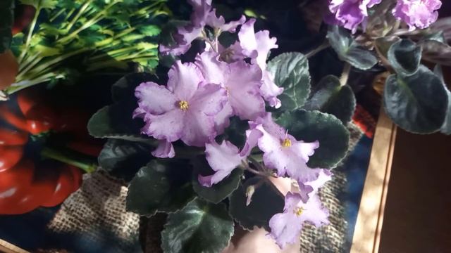 БЫСТРО РАСТУТ И ШАПКОЙ ЦВЕТУТ ! ЛЕГКИЕ В УХОДЕ Фиалки !!! смотреть онлайн