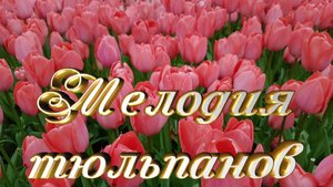 Для моих друзей! / Мелодия тюльпанов.