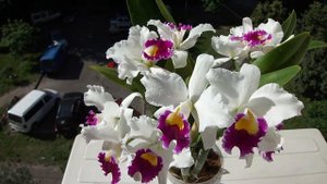 Орхидея LAELIOCATTLEYA Shirayukihime 'M'  ( Tokyo Magic  x  Mildred Rives) ORCHIDS